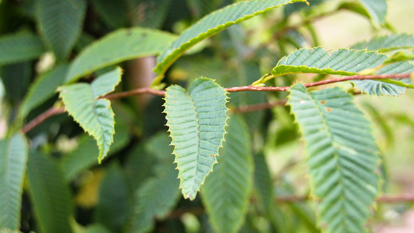 Carpinus japonica leaves