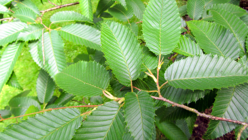 Carpinus japonica leaves