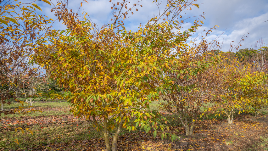 Carpinus japonica multi-stem