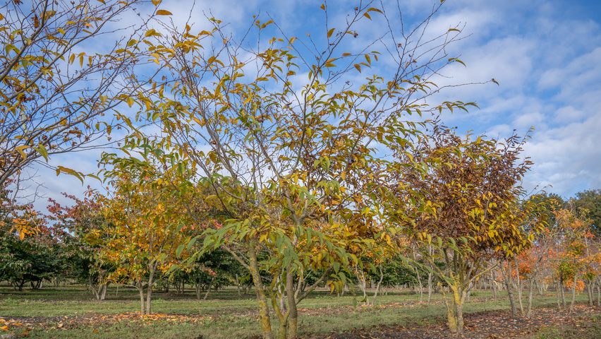 Carpinus japonica multi-stem