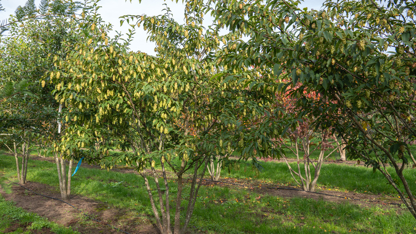 Carpinus japonica multi-stem