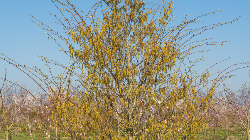Carpinus japonica solitary shrubs