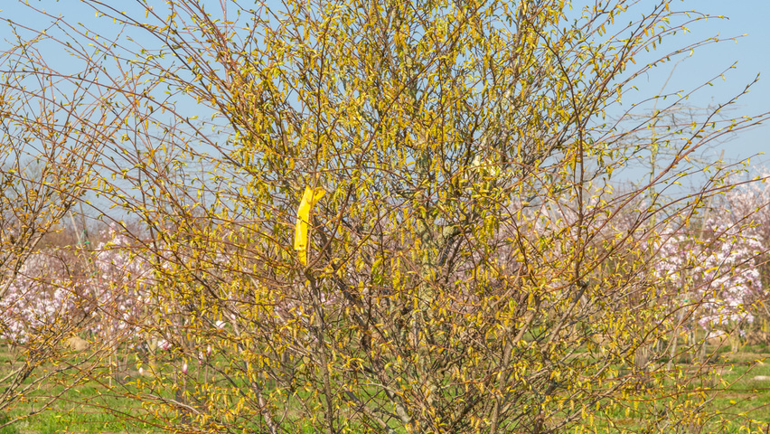 Carpinus japonica solitary shrubs