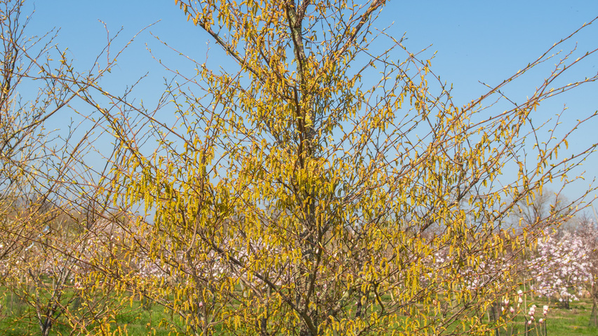 Carpinus japonica solitary shrubs