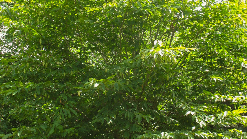 Carpinus japonica solitary shrubs