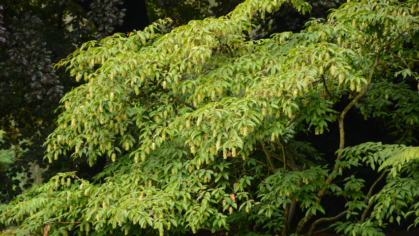 Carpinus japonica solitary shrubs