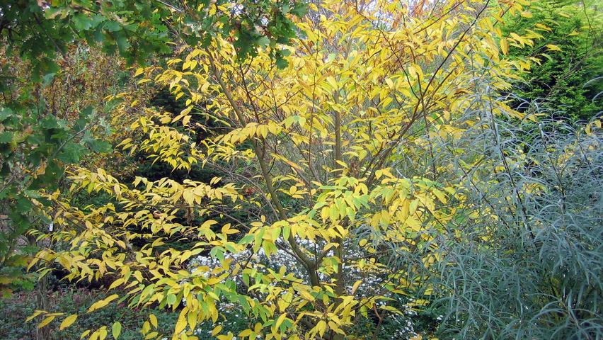 Carpinus japonica solitary shrubs