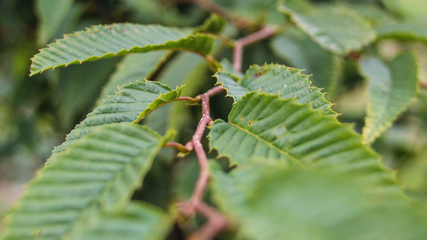 Carpinus japonica twigs
