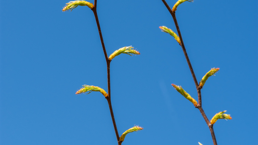 Carpinus japonica twigs
