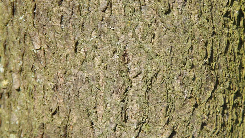 Carpinus turczaninowii kora
