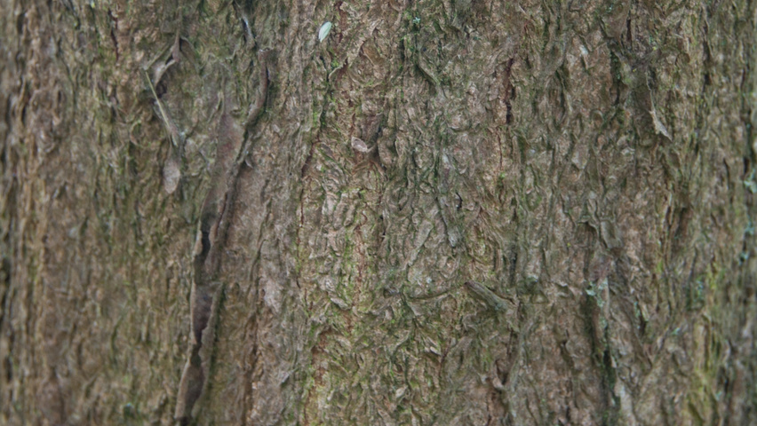 Carpinus turczaninowii kora