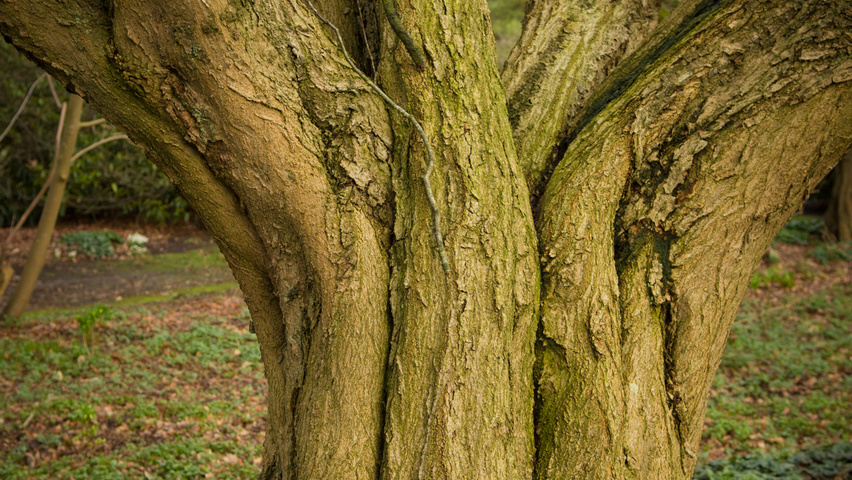 Carpinus turczaninowii kora