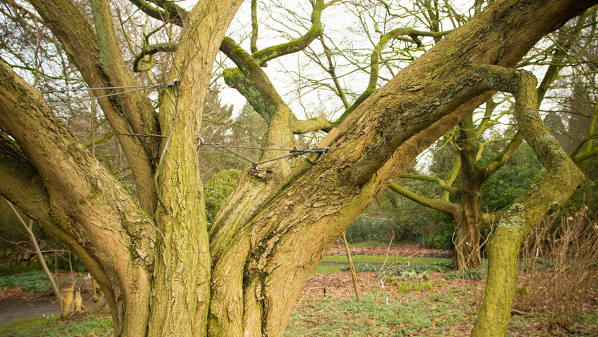 Carpinus turczaninowii kora