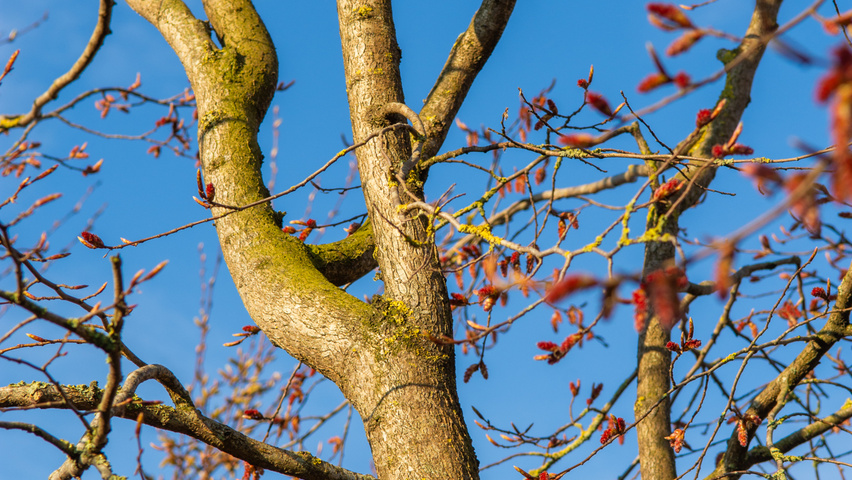 Carpinus turczaninowii kora