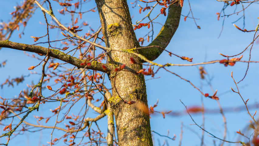 Carpinus turczaninowii kora