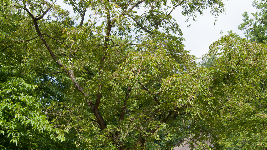 Carpinus turczaninowii chatakterystyczne