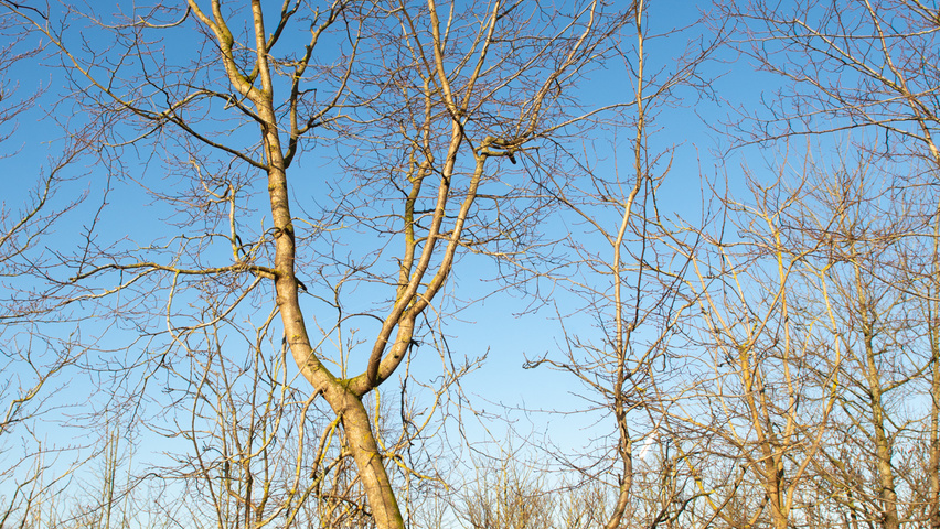 Carpinus turczaninowii chatakterystyczne