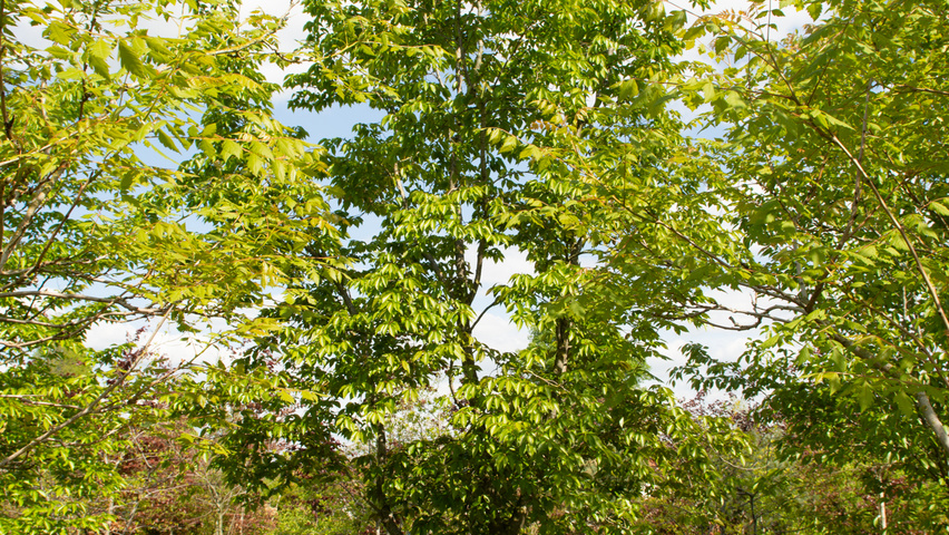 Carpinus turczaninowii chatakterystyczne