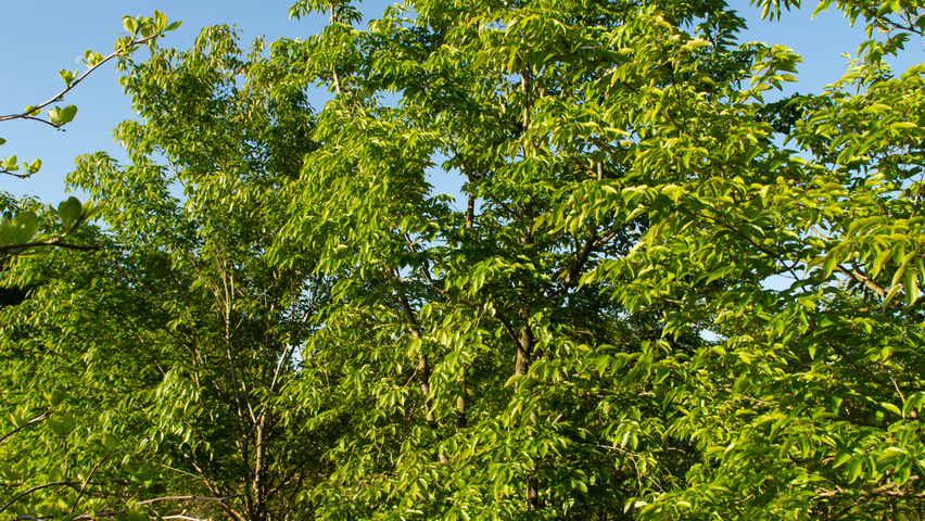 Carpinus turczaninowii chatakterystyczne