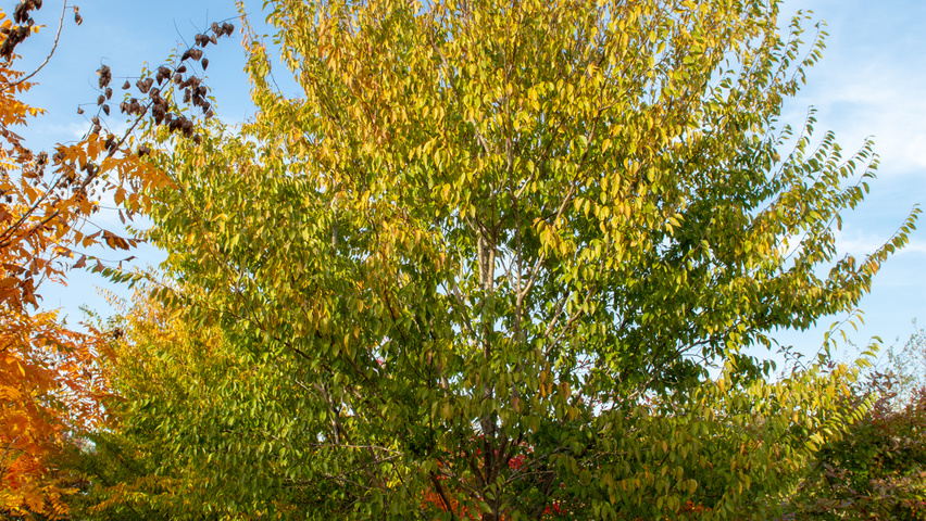 Carpinus turczaninowii chatakterystyczne