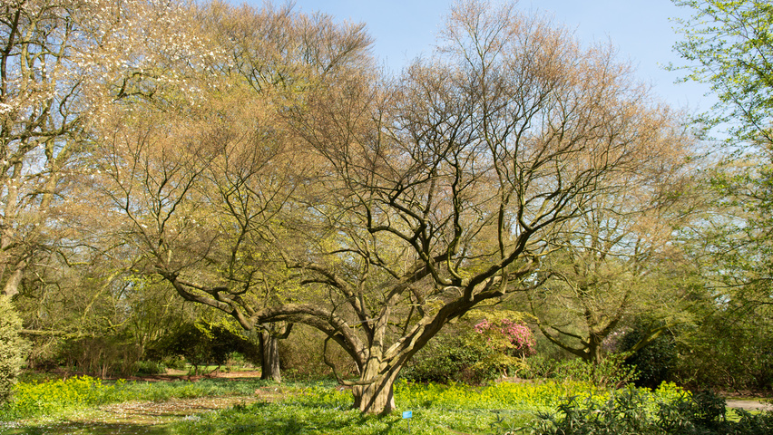 Carpinus turczaninowii chatakterystyczne