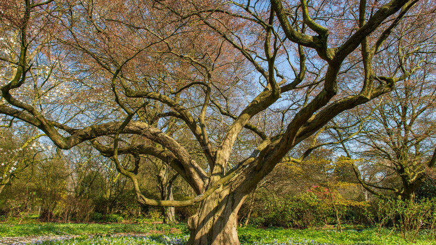 Carpinus turczaninowii chatakterystyczne