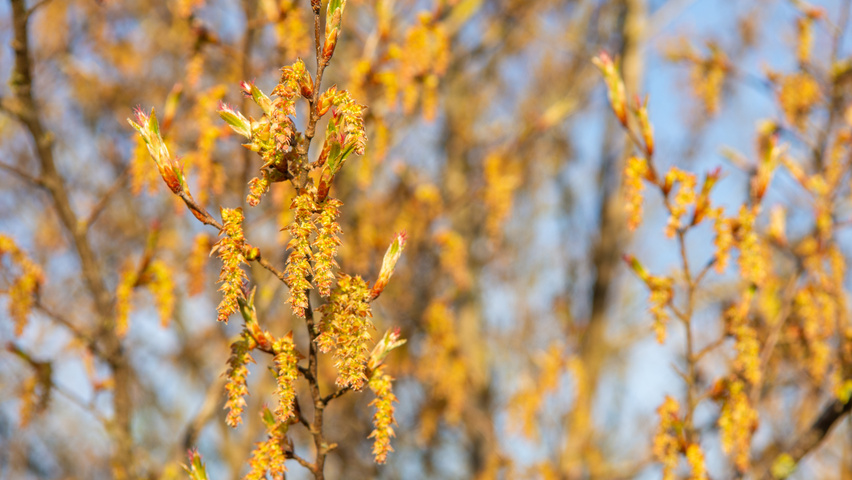 Carpinus turczaninowii kwiaty