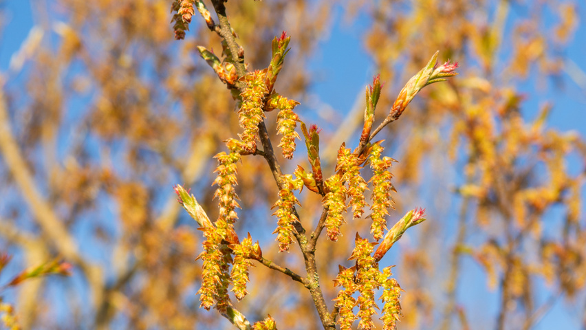 Carpinus turczaninowii kwiaty