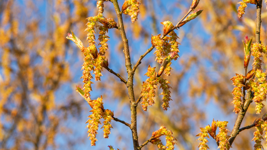 Carpinus turczaninowii kwiaty