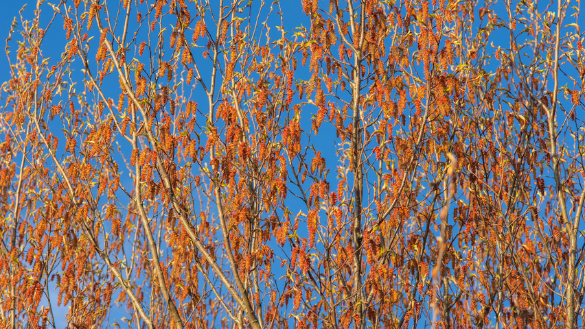 Carpinus turczaninowii kwiaty