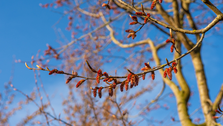 Carpinus turczaninowii kwiaty