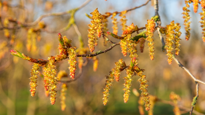 Carpinus turczaninowii kwiaty