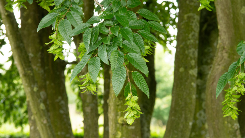 Carpinus turczaninowii owoce