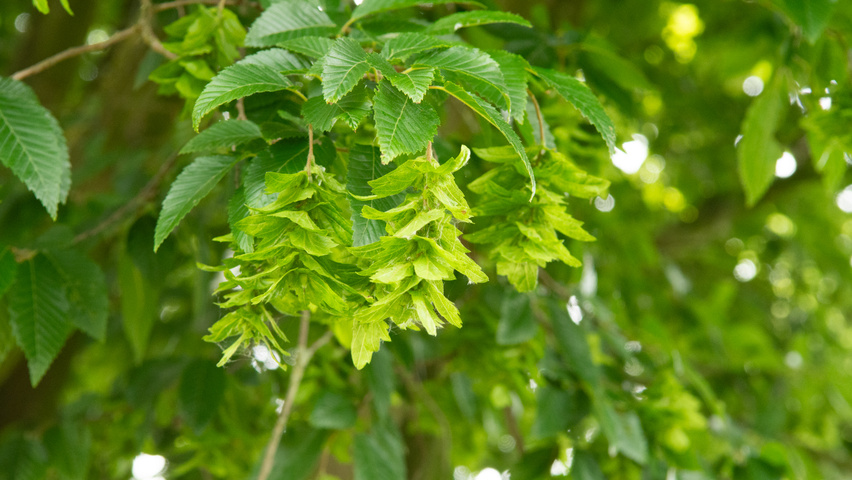 Carpinus turczaninowii owoce