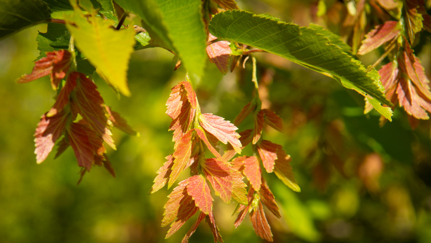 Carpinus turczaninowii owoce