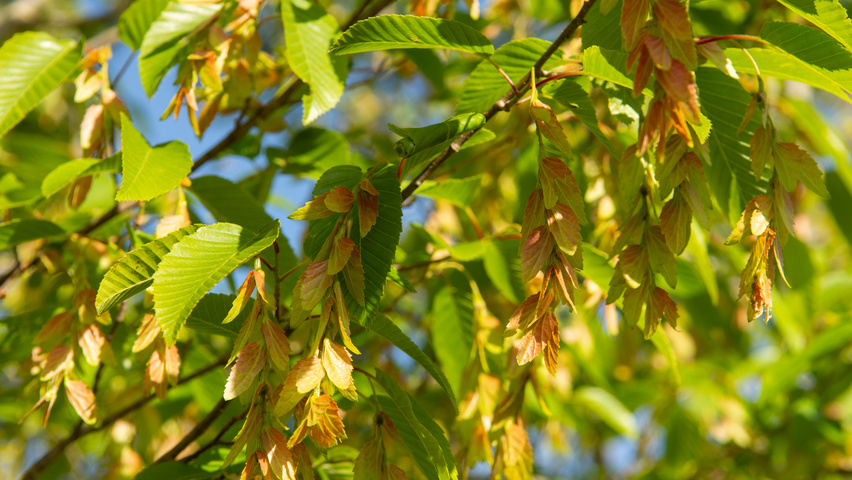 Carpinus turczaninowii owoce