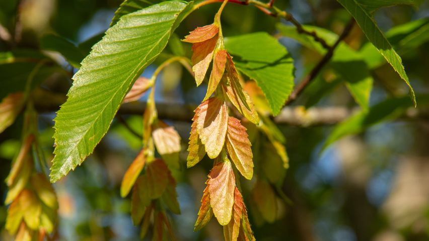 Carpinus turczaninowii owoce