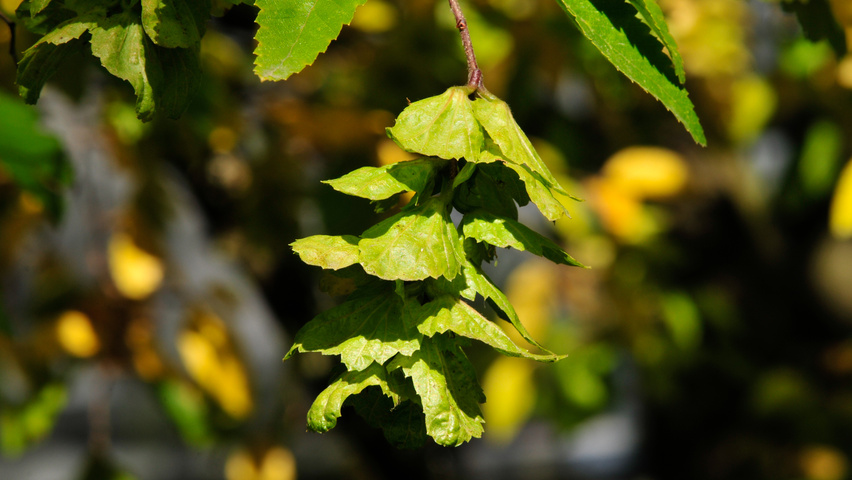 Carpinus turczaninowii owoce