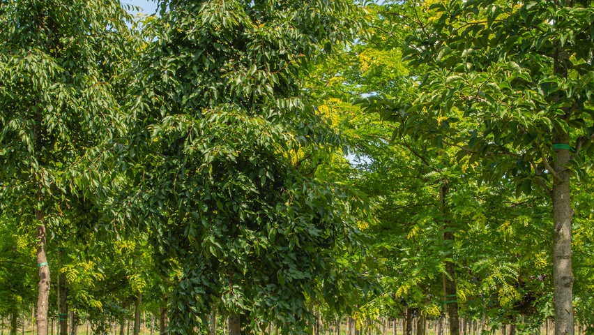 Carpinus turczaninowii pienne
