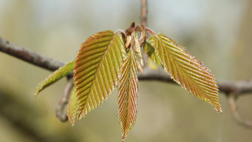 Carpinus turczaninowii liście