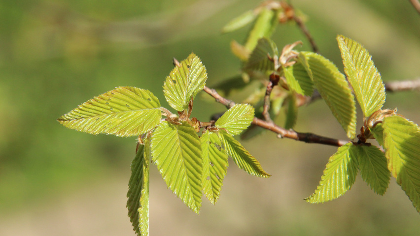 Carpinus turczaninowii liście
