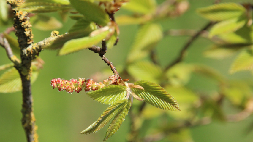 Carpinus turczaninowii liście