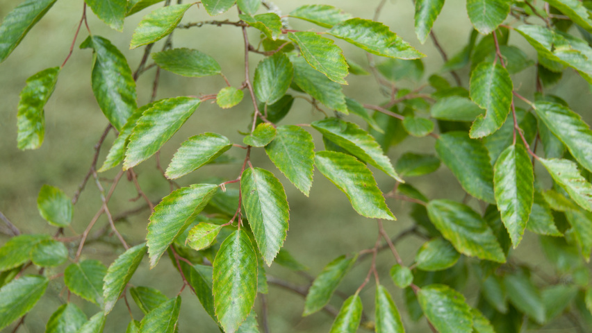 Carpinus turczaninowii liście