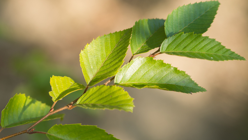 Carpinus turczaninowii liście