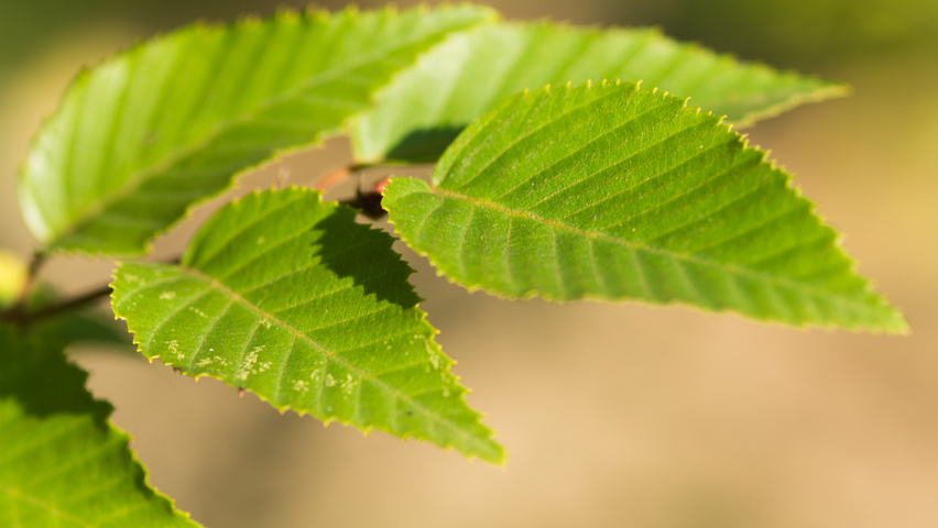 Carpinus turczaninowii liście