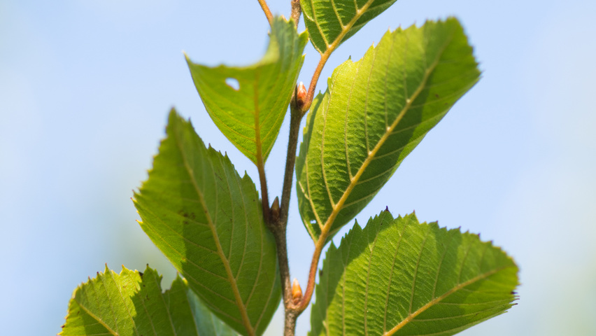 Carpinus turczaninowii liście