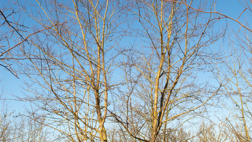 Carpinus turczaninowii wielopniowy