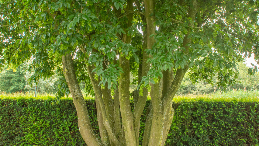 Carpinus turczaninowii wielopniowy