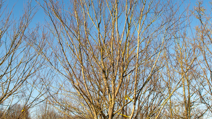 Carpinus turczaninowii wielopniowy