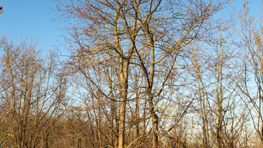 Carpinus turczaninowii wielopniowy